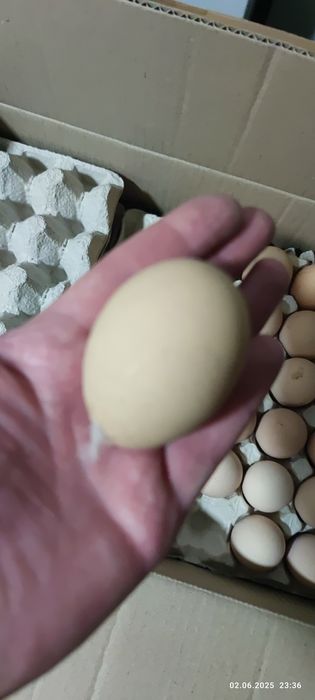 Інкубаційні яйця бройлера КОББ 500