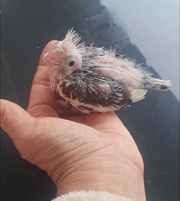 Caturras criadas à não