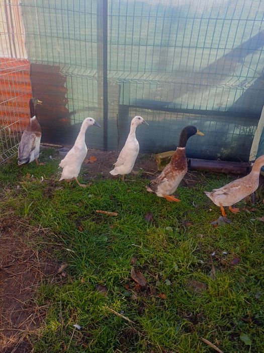 Kaczka kaczor  biegus