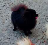Spitz Alemão anão