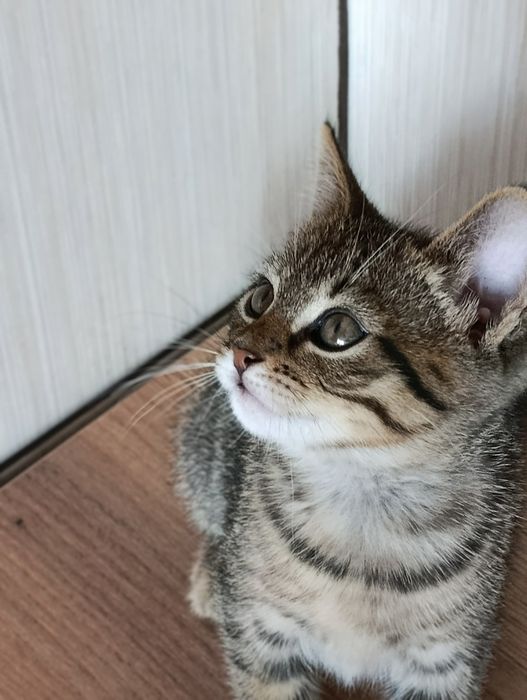 Кошенята в добрі руки.