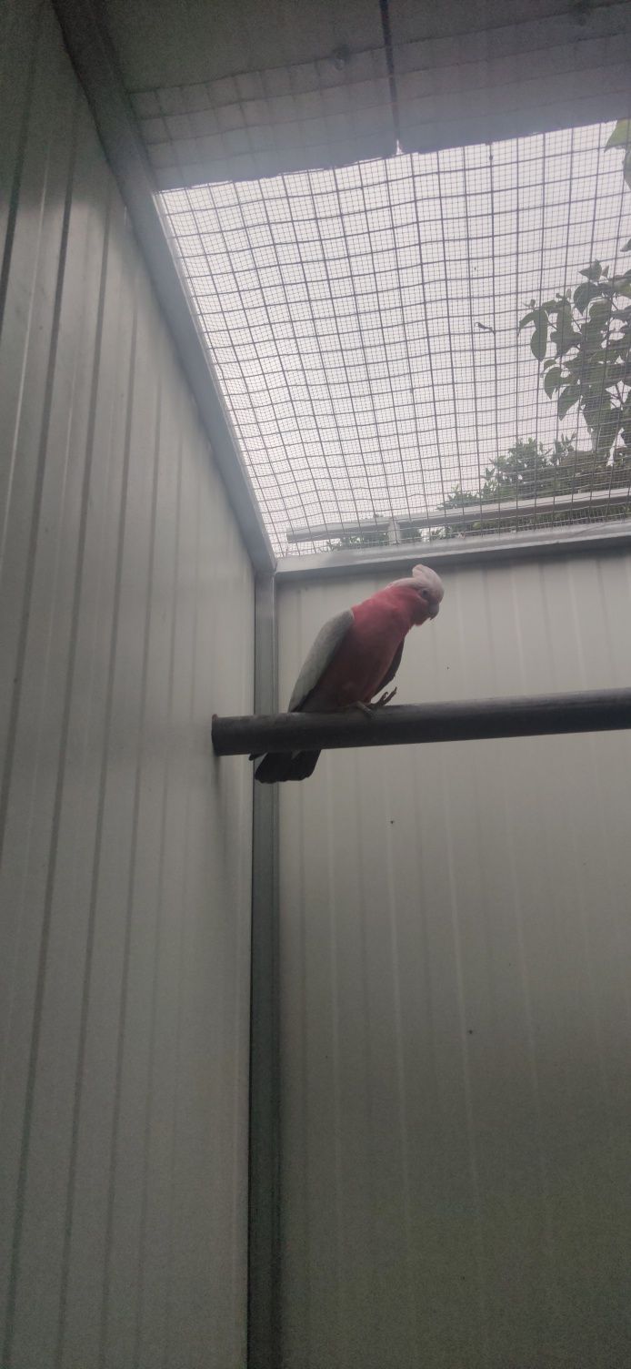 Cacatua galah macho adulto