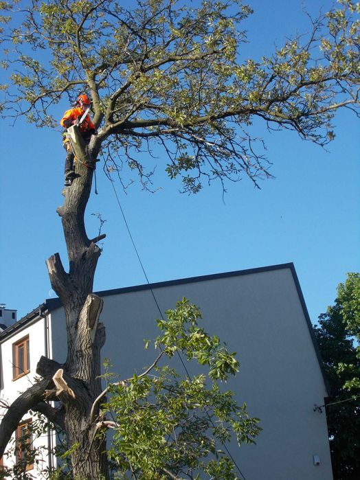 sprzątanie usuwanie rozdrabnianie gałęzi z działek rębakiem Lutomiersk