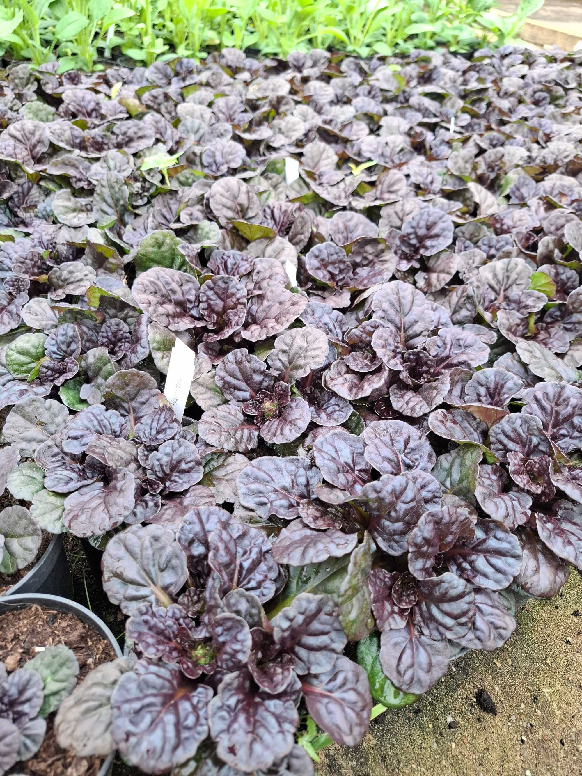 Dąbrówka rozłogowa 'Black Scallop', Ajuga reptans
