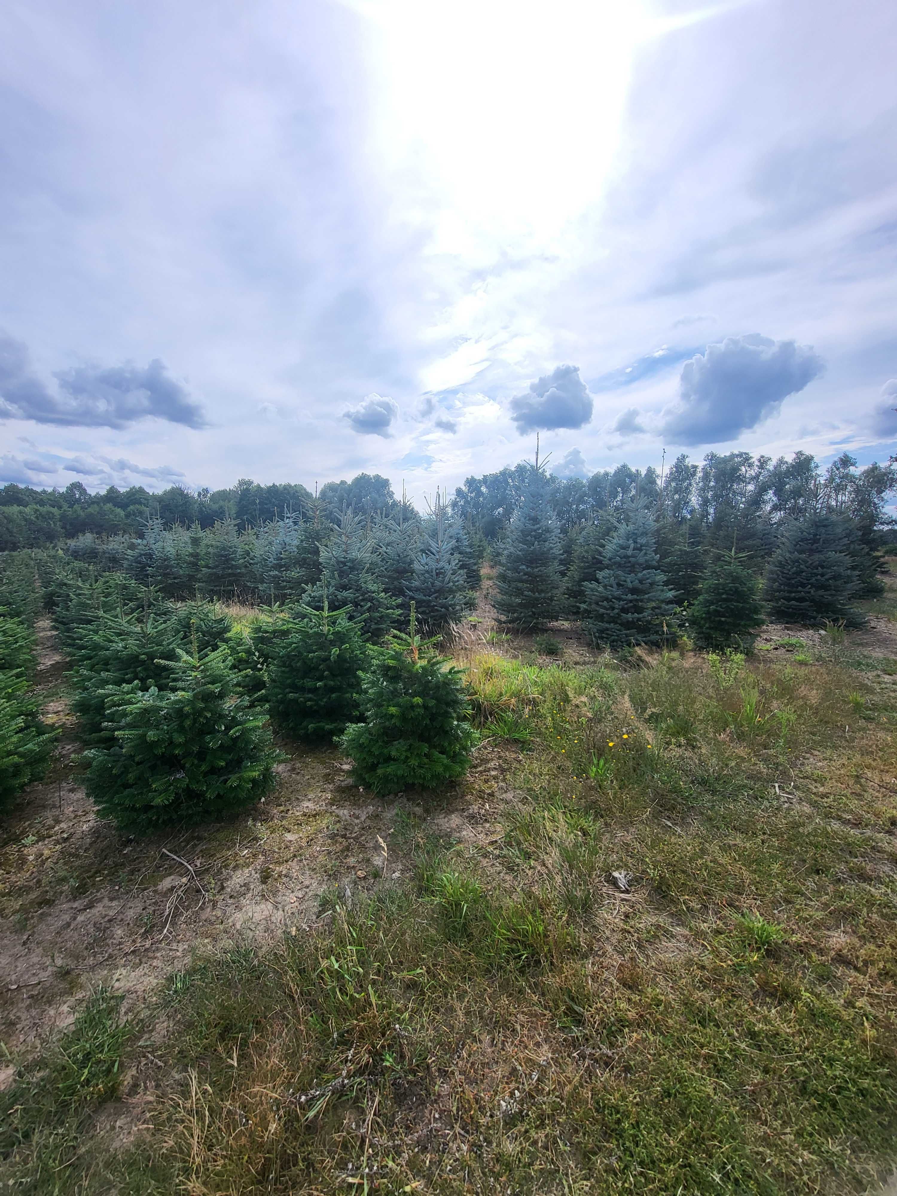 Choinki świateczne prosto z plantacji