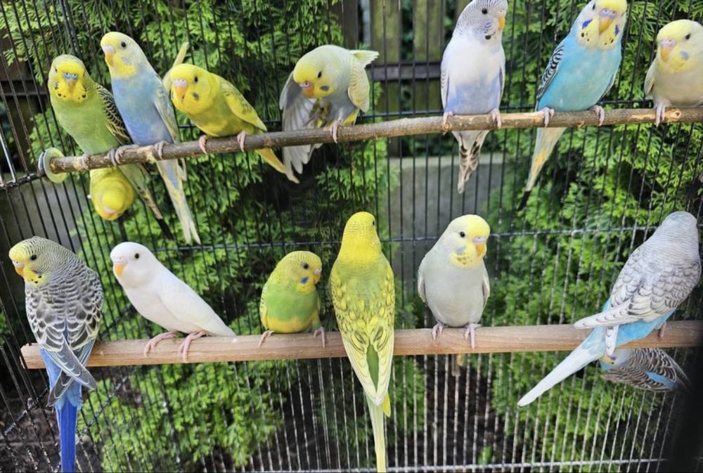 Papugi faliste i nimfy