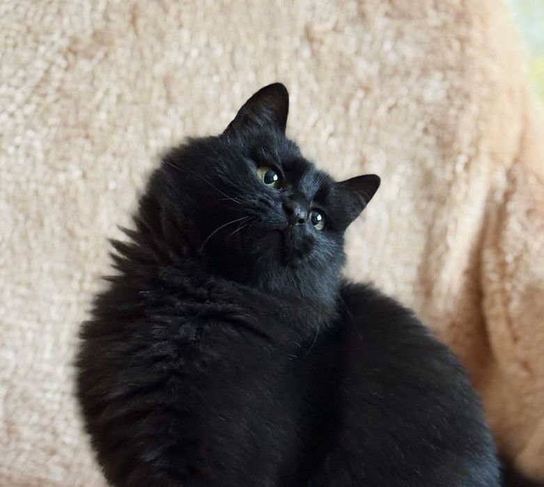 Маленька киця-ангора шукає родину