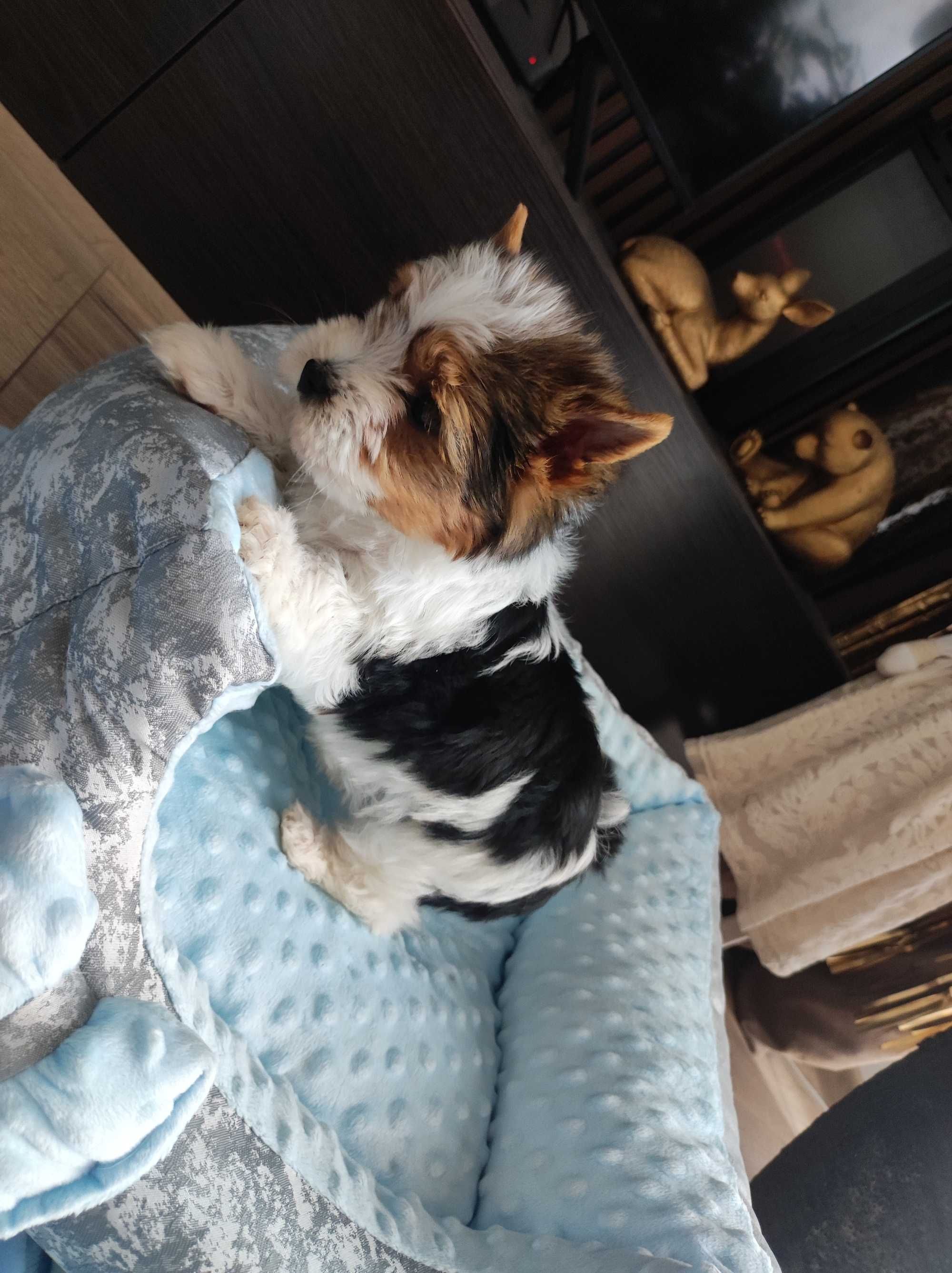 Yorkshire terrier
