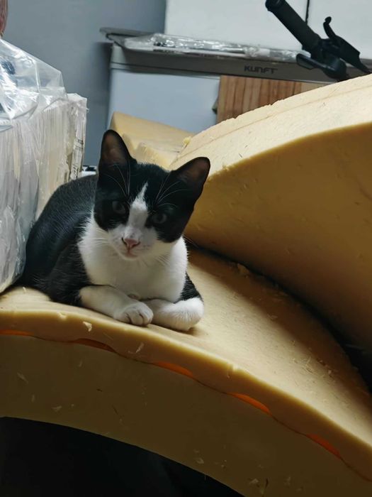 Snackers - Gatinho para Adopção