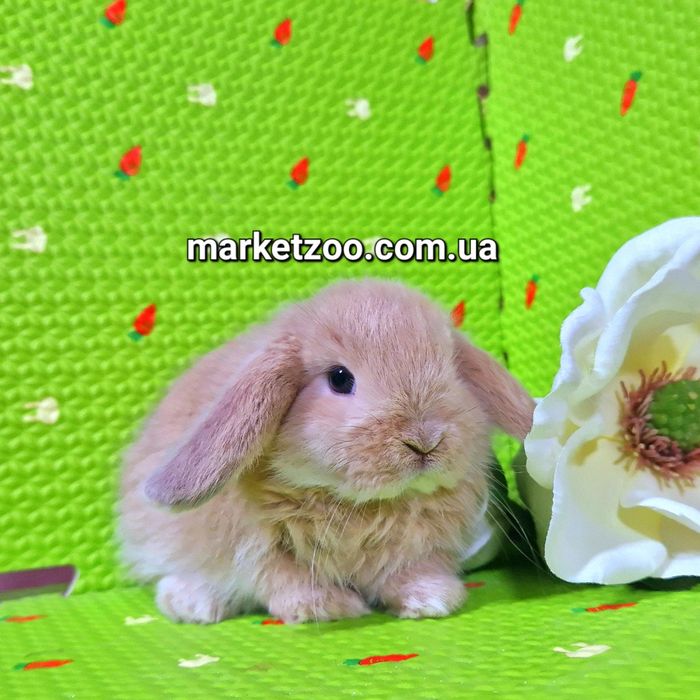 Мини баранчики вислоухие карликовые кролики mini lop крем