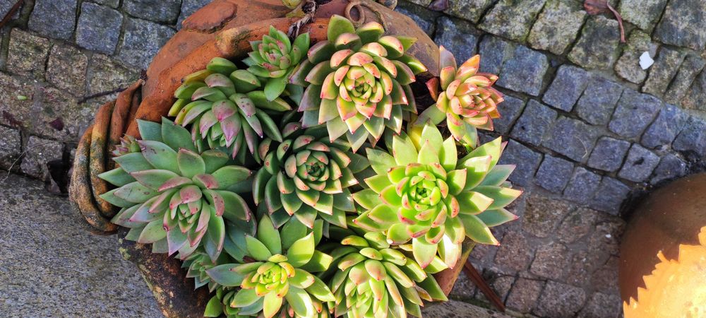 Linda suculenta, duas qualidades.