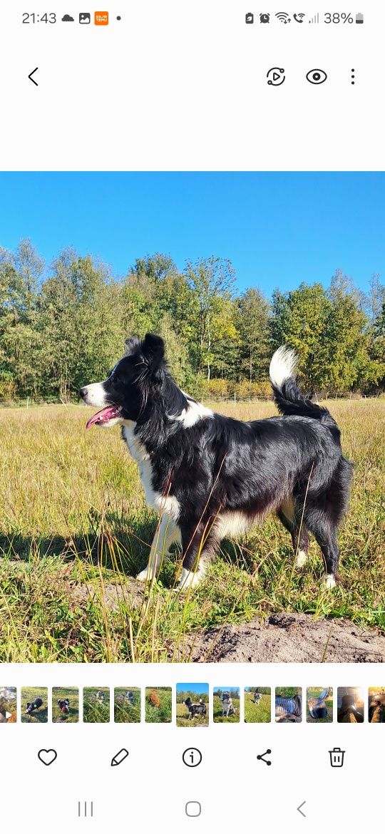 Border Collie  ZkwP FCI, piesek GOTOWY DO ODBIORU!!!