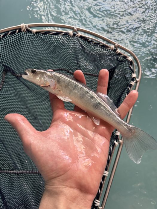 Sum europejski narybek suma inne ryby do stawów i oczek drapieżnik