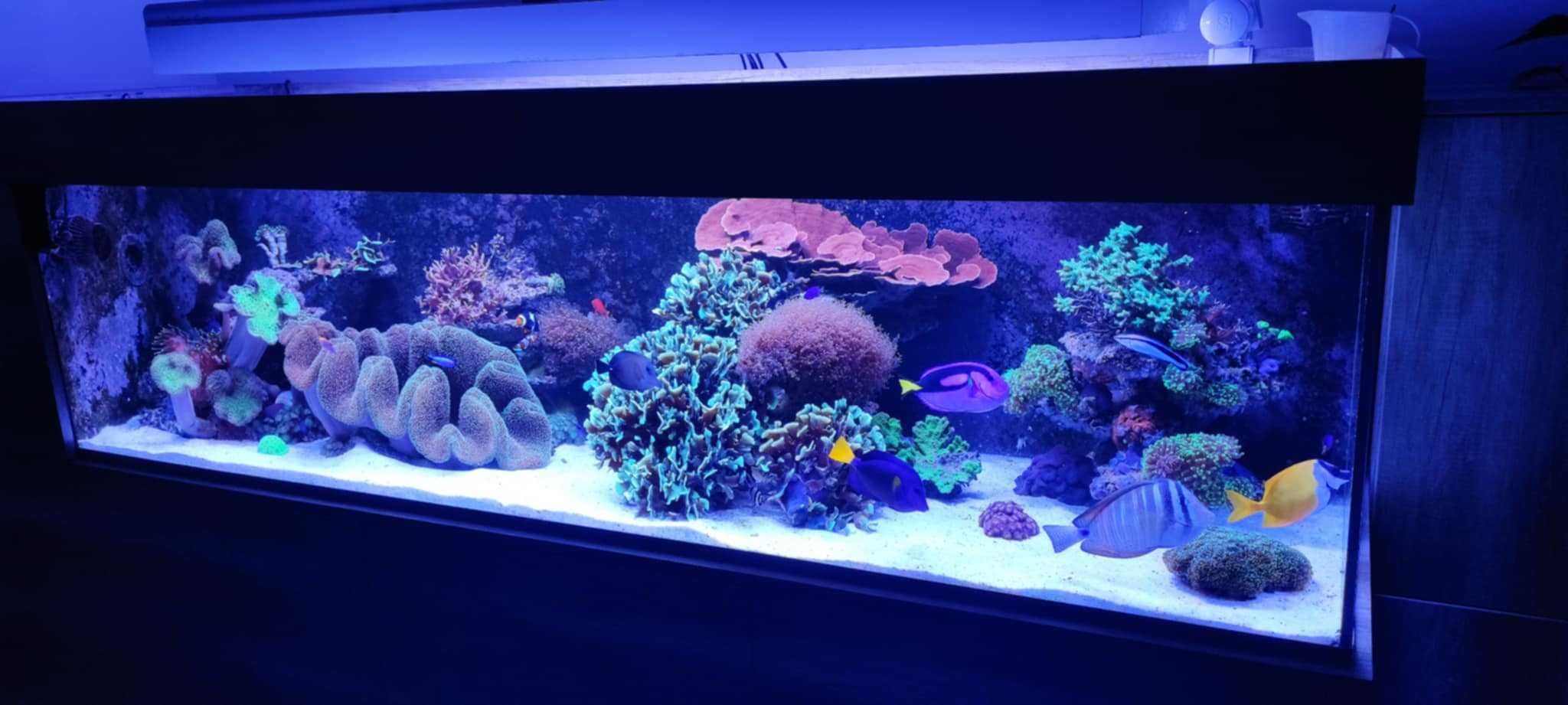 PacificSun Pandora Hyperion S 4x145W 4x80W T5