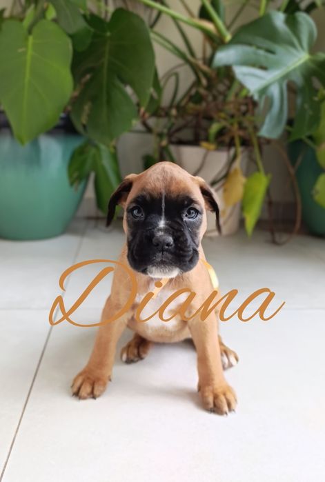 Bokser boksery szczeniak szczeniaki szczenię suczka suka