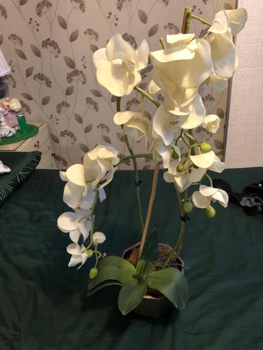 Duży Storczyk jak prawdziwy