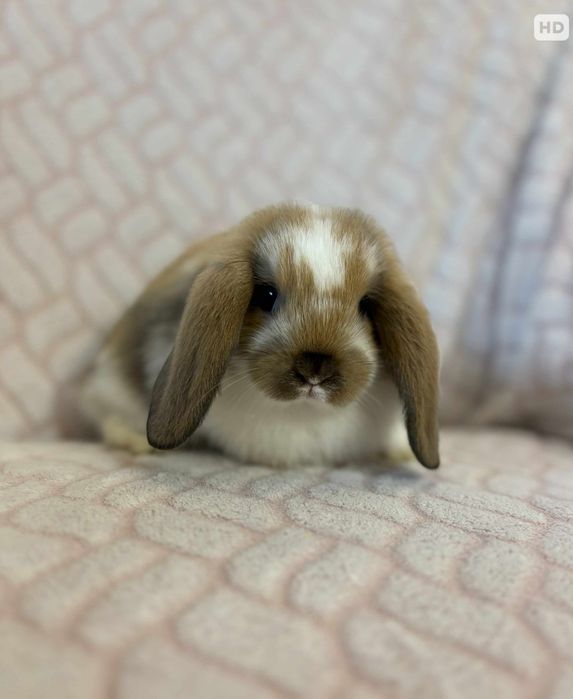 Króliki ,mini lopki króliczki miniaturki karzełki tedi długowłose
