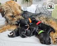 Border Terrier FCI, ZKwP - REZERWACJA - hodowla z miłością!
