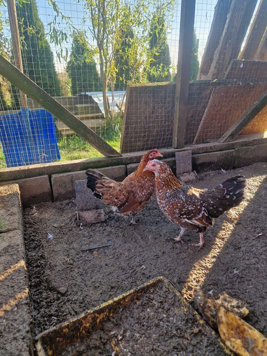 Kochin karzeł, olbrzym perliczka, liliput