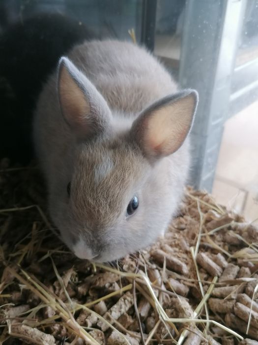 Coelhos mini holandês
