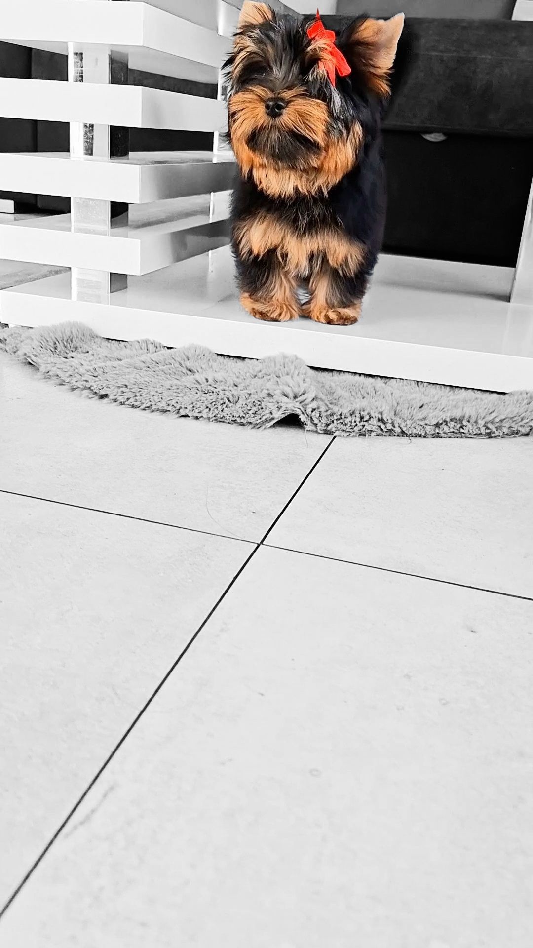 Doskonała laleczka Mia, sunia Yorkshire terrier