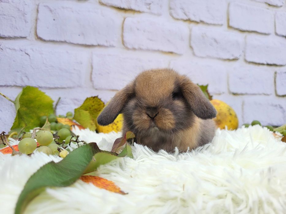 Króliczki Mini Lop i Karzełki Teddy.