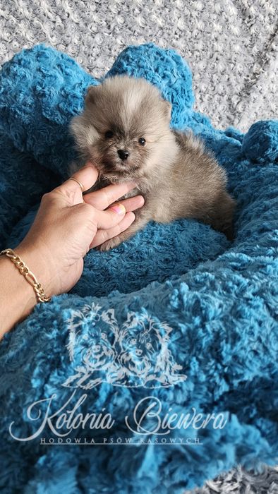 Piesek Szpic miniaturowy/ Pomeranian PASZPORT!!