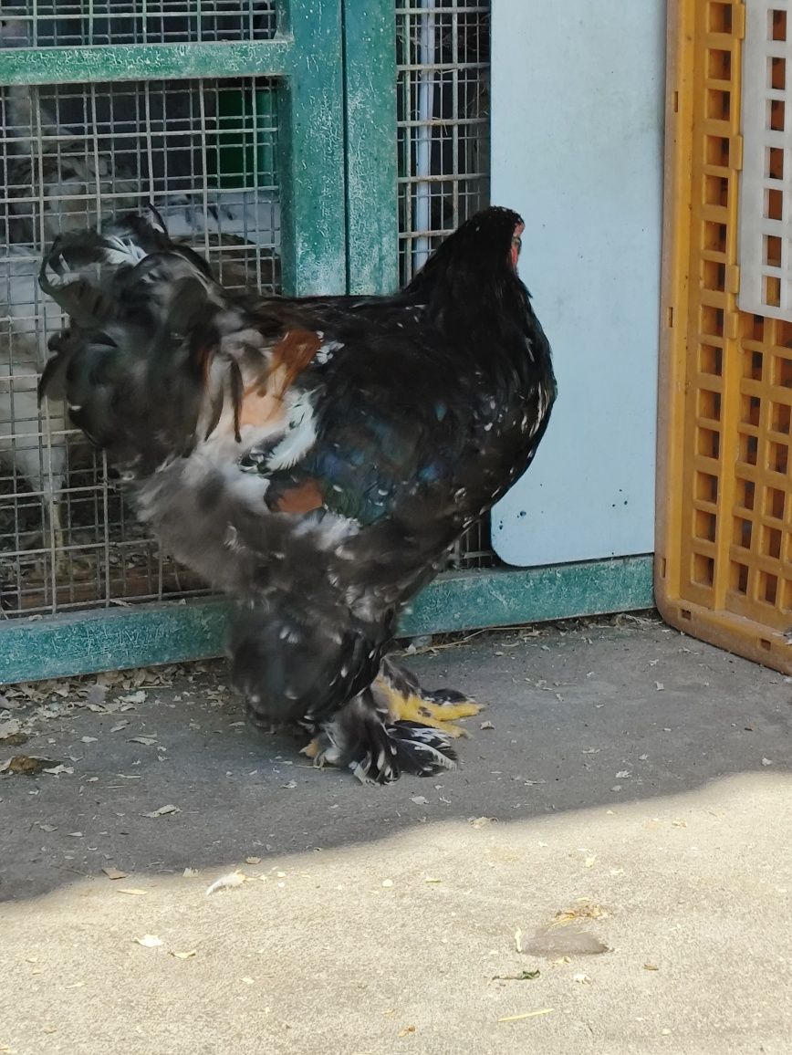 Galo brahma mil flores