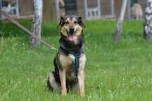 BOBBY- do adopcji