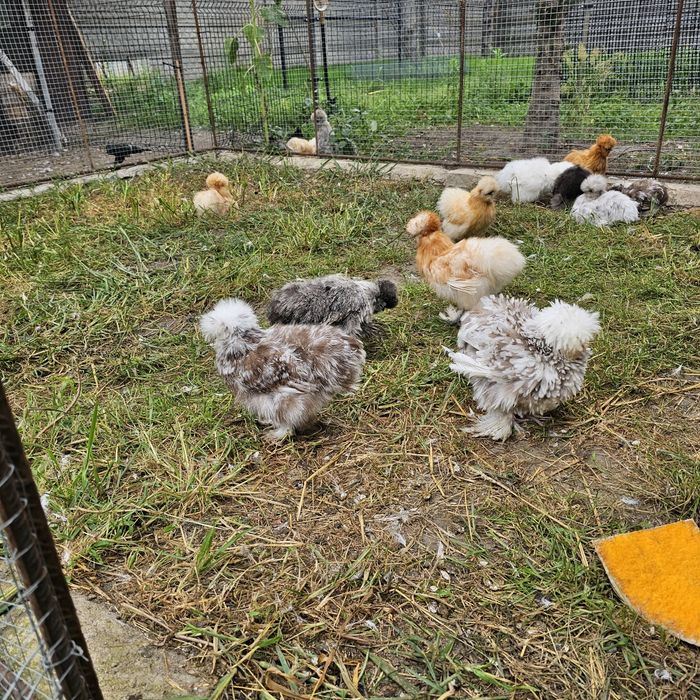 Kurki Kury Silka USA oraz jaja lęgowe