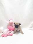 Pug carlin fofinho