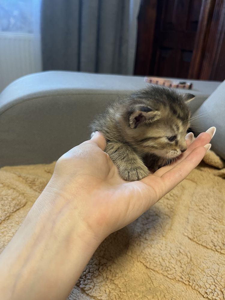 Море муркотіння у ваш дім!