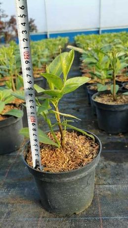Laurowiśnia Rotundifolia 10-25cm Tania wysyłka Promocja! Donica Będzin