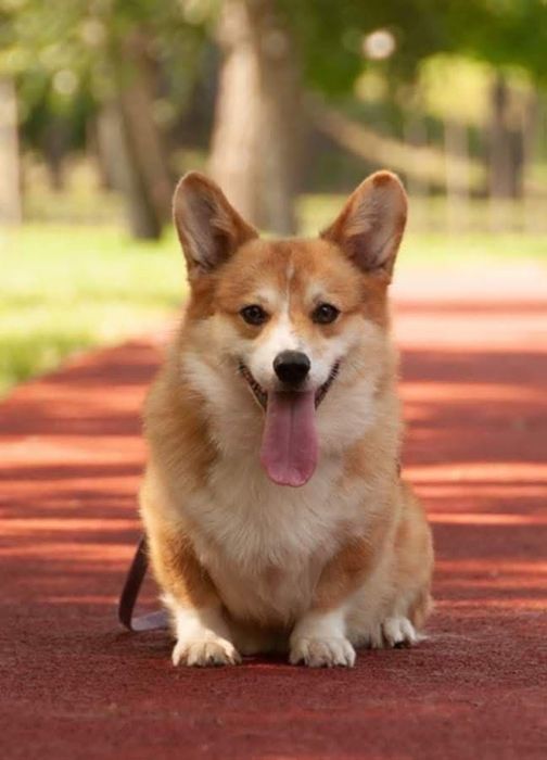 Коргі пемброк