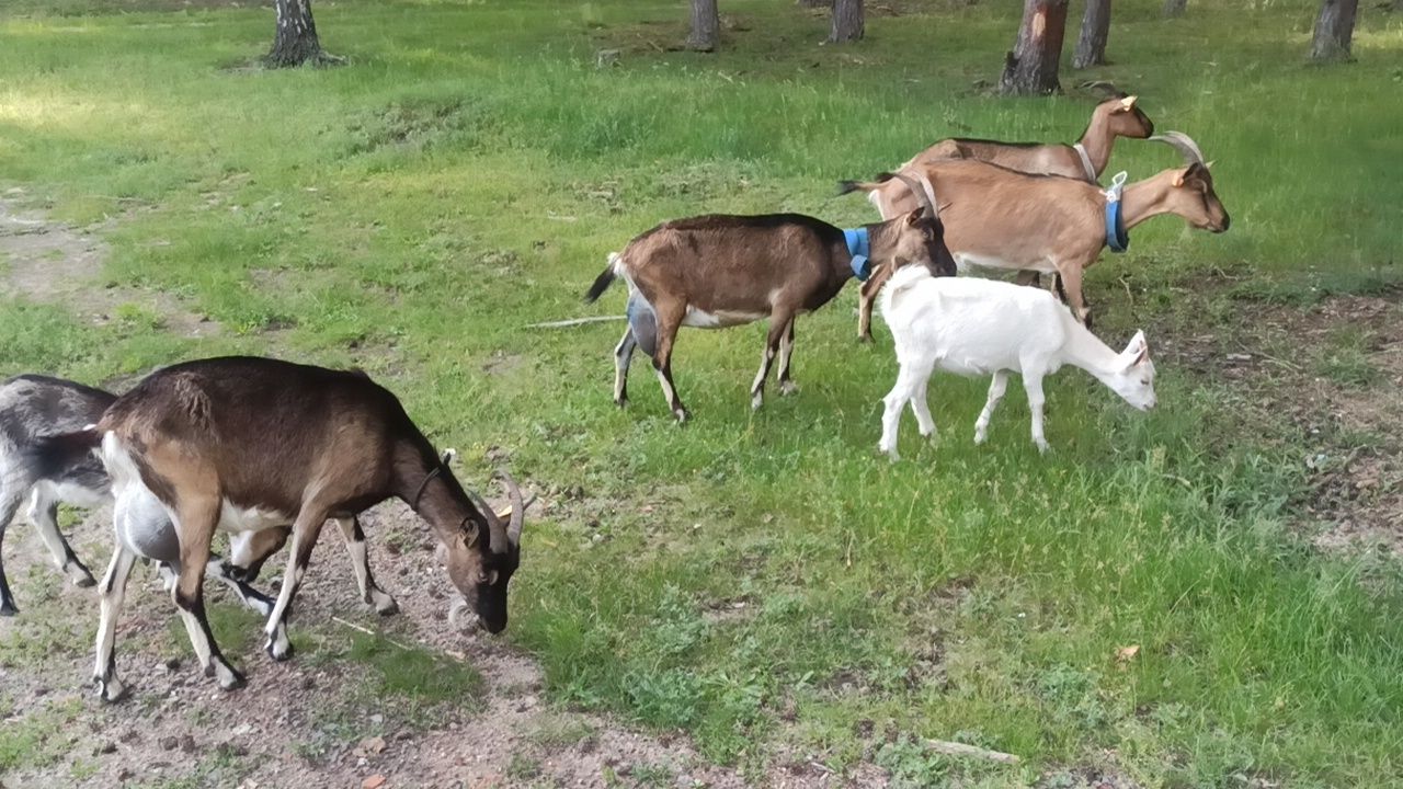 Mleko kozie świeże
