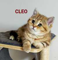Śliczna szkocka kotka koteczka CLEO