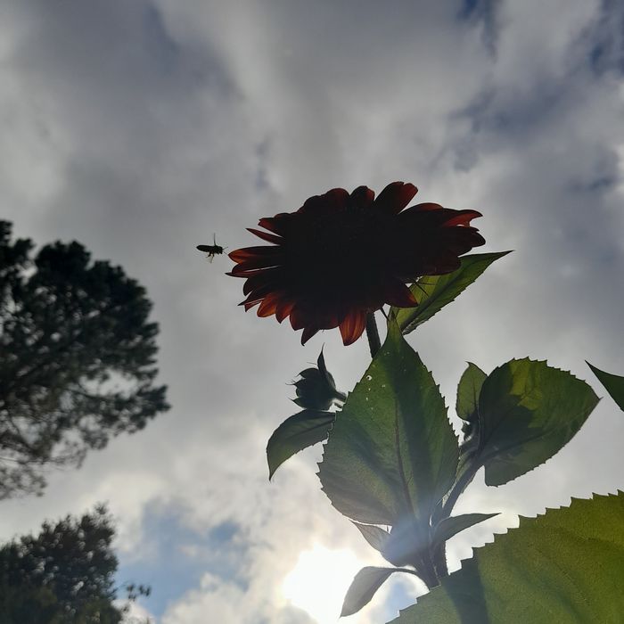Sementes girasois várias cores, Suculentas, planta Moeda- de -Prata e.