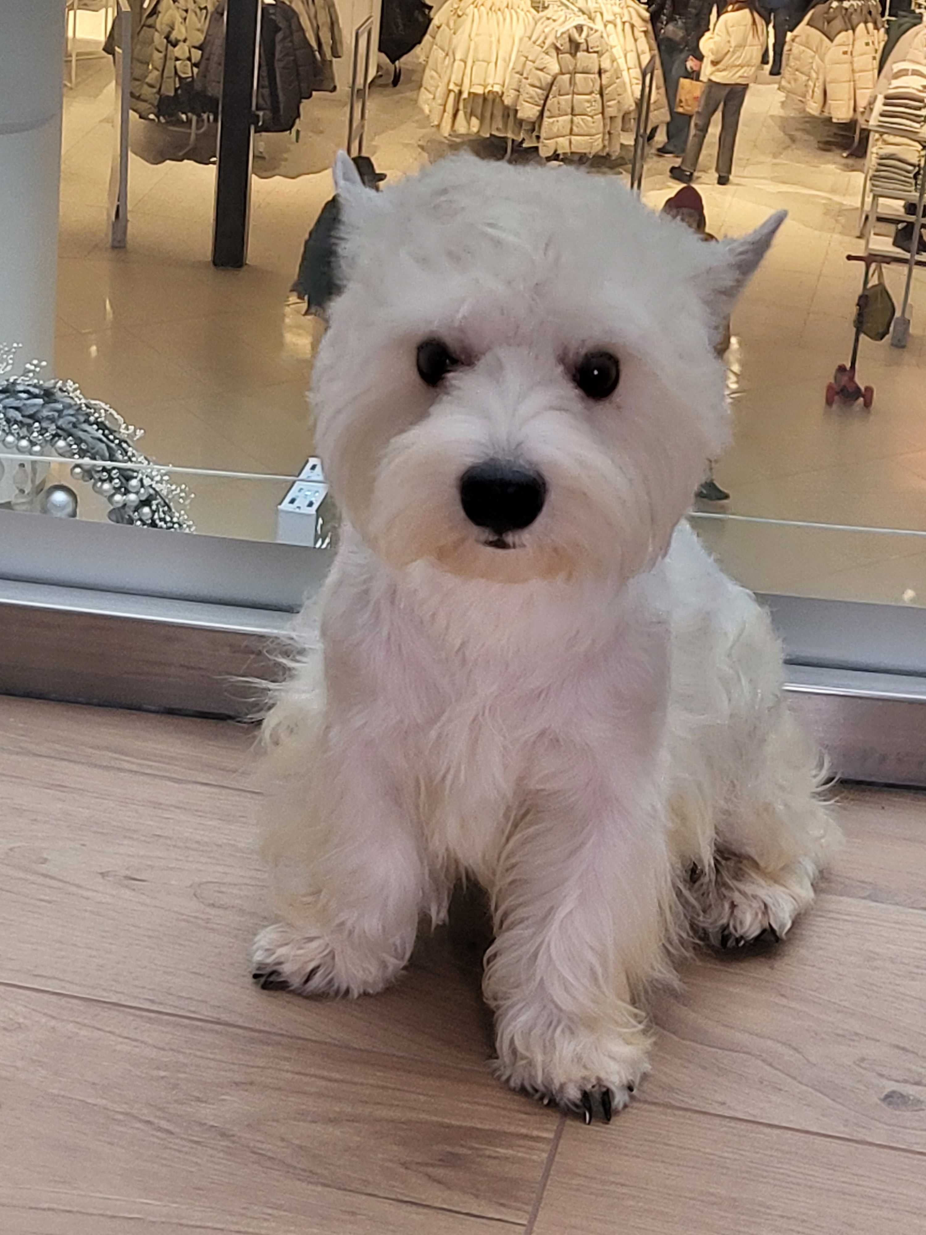 Вест Хайленд Уайт Тер'єр/West Highland White Terrier