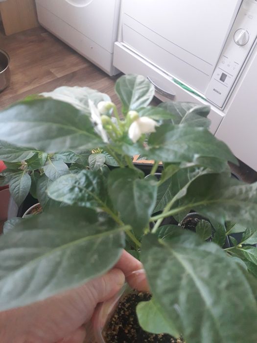 Продам комнатный острый перец.