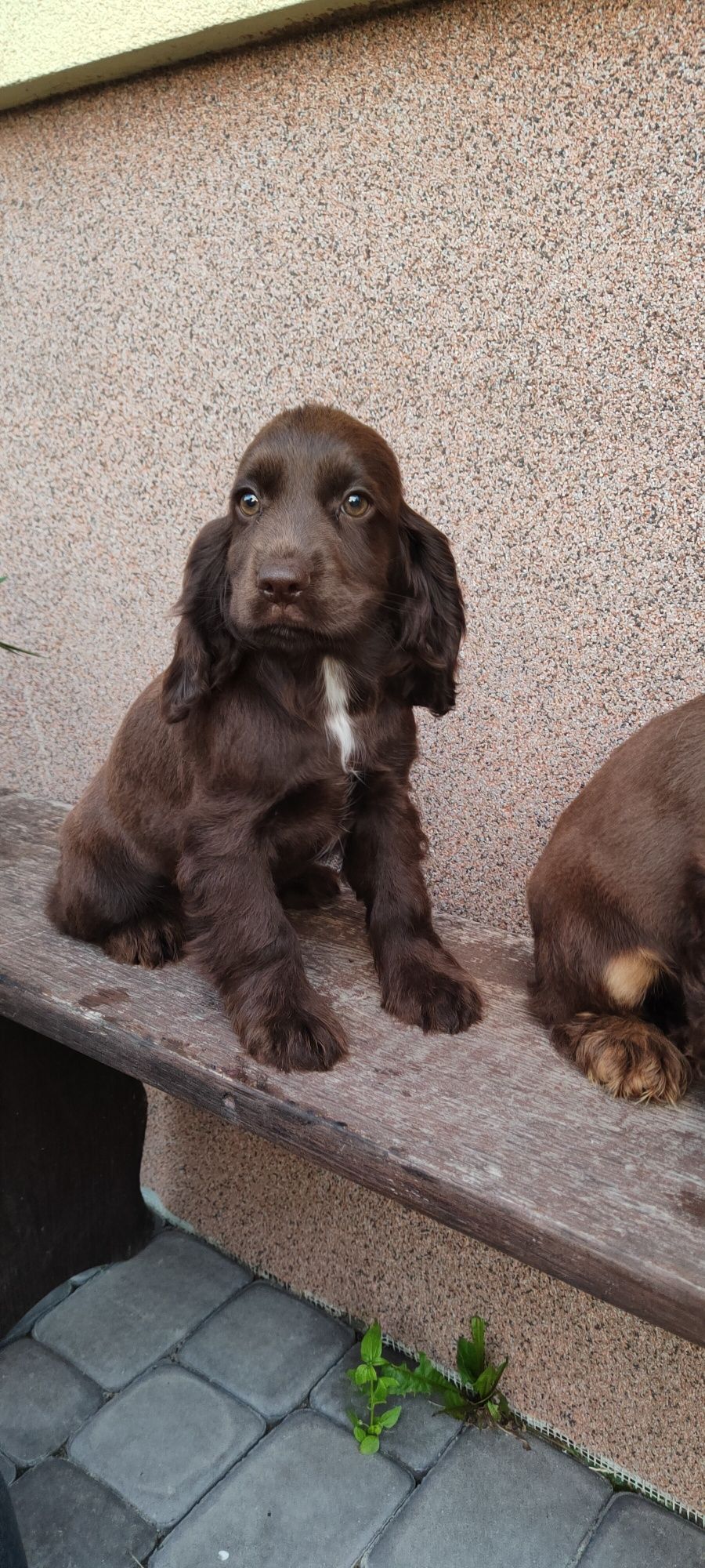 Piesek Cocker spaniel
