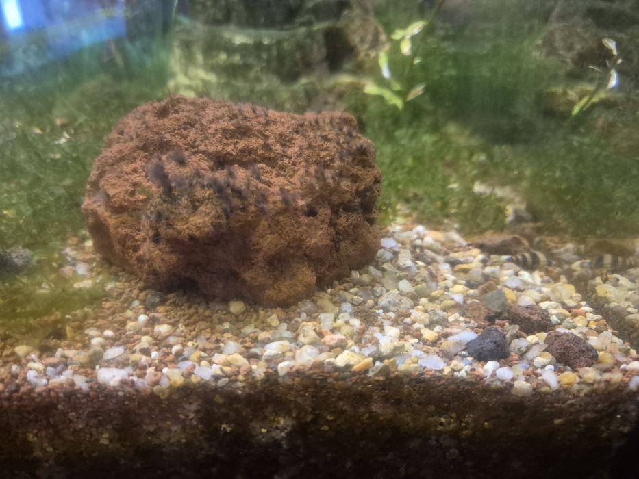 Akwarium diversa 125l