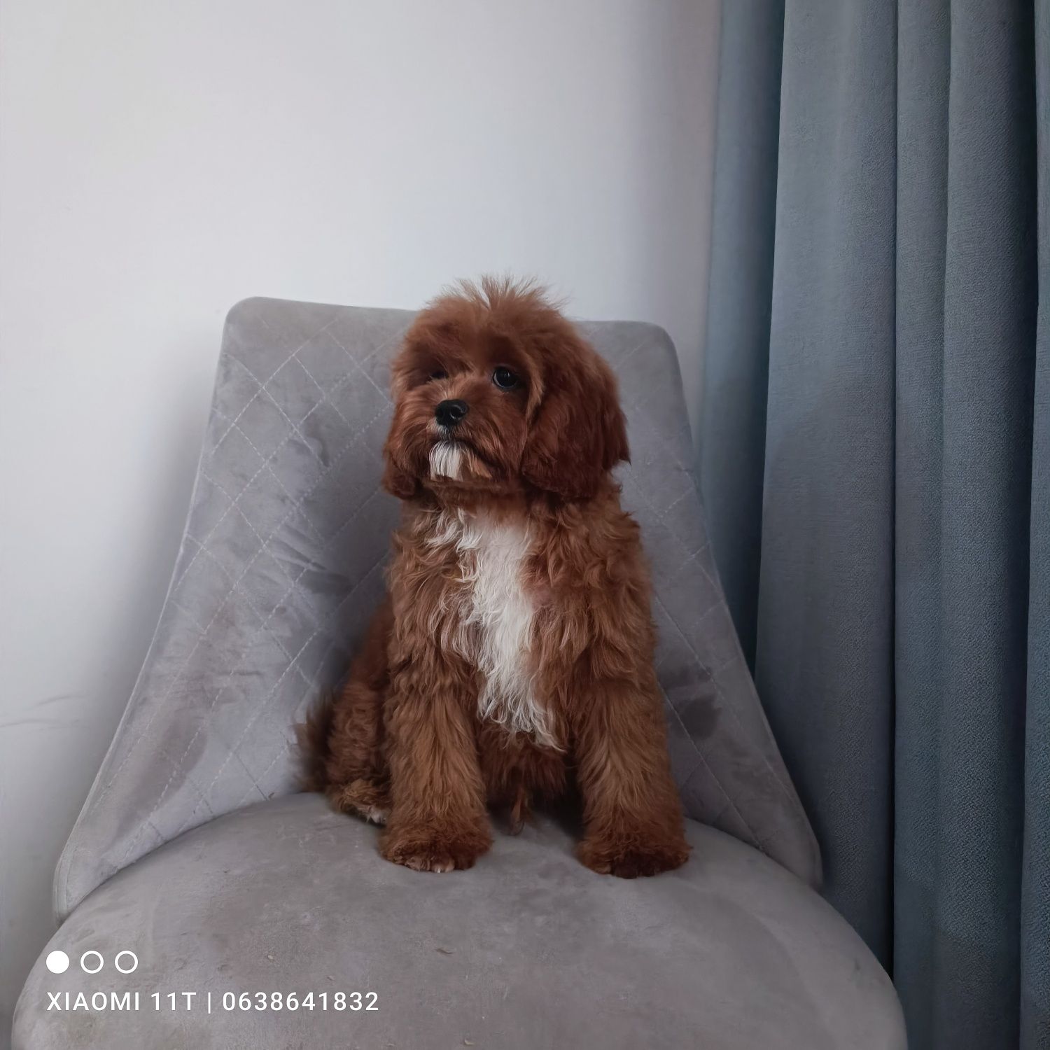 Дуже гарненький хлопчик кавапу. Cavapoo. В Києві