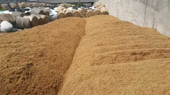 Świeże młóto kukurydziane - doskonała pasza, dostawa na miejsce