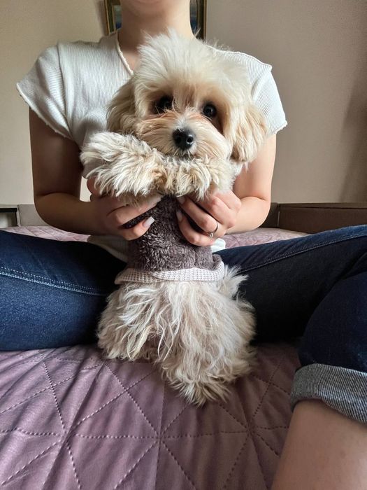 Мальтипу F1 эксклюзив.