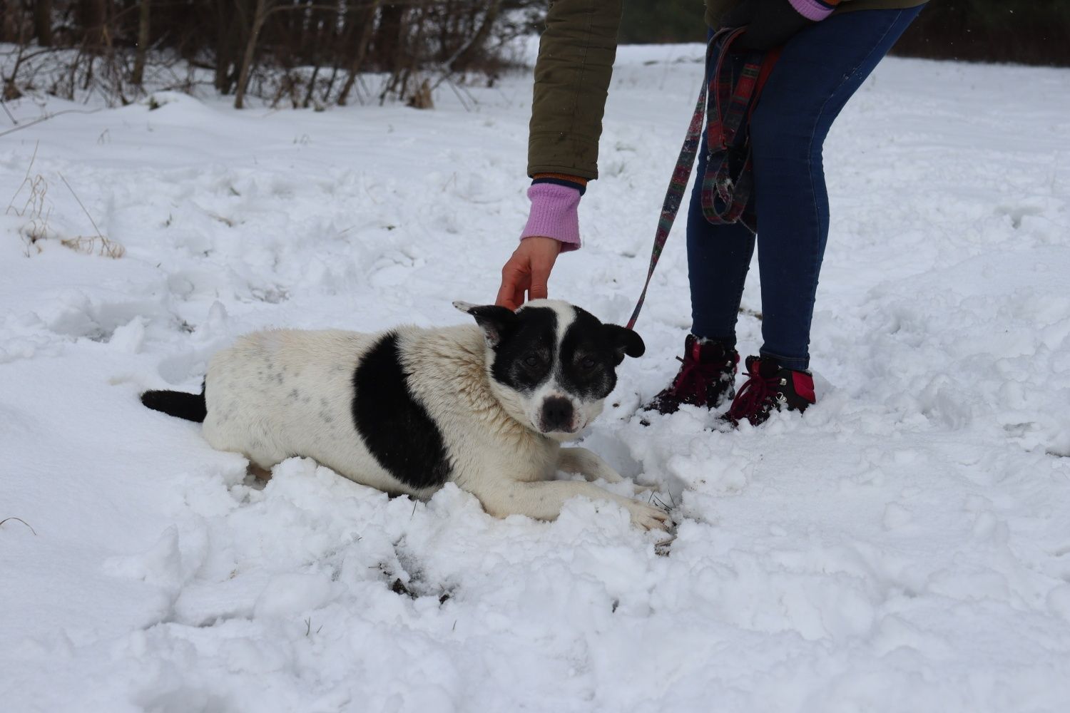 Pokochaj Pulpeta. Pulpecik 4 letni mały piesek do adopcji