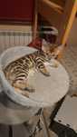 Kot kotki bengal bengalskie TICA