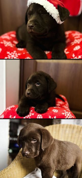 Шоколадний лабрадор