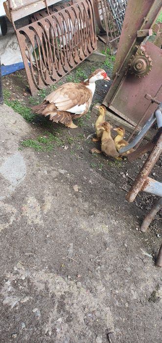 KACZKI STARO POLSKIE  Kury jajka pisklaki