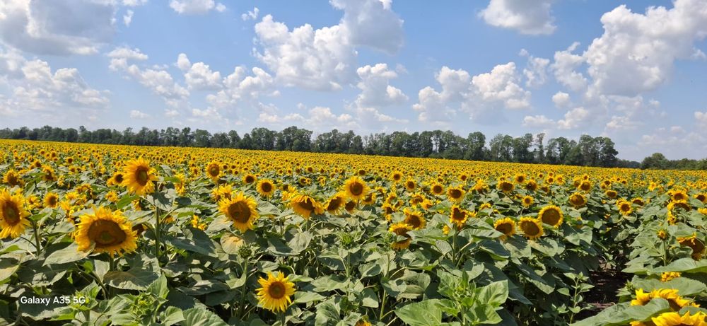 Соняшник нк конди