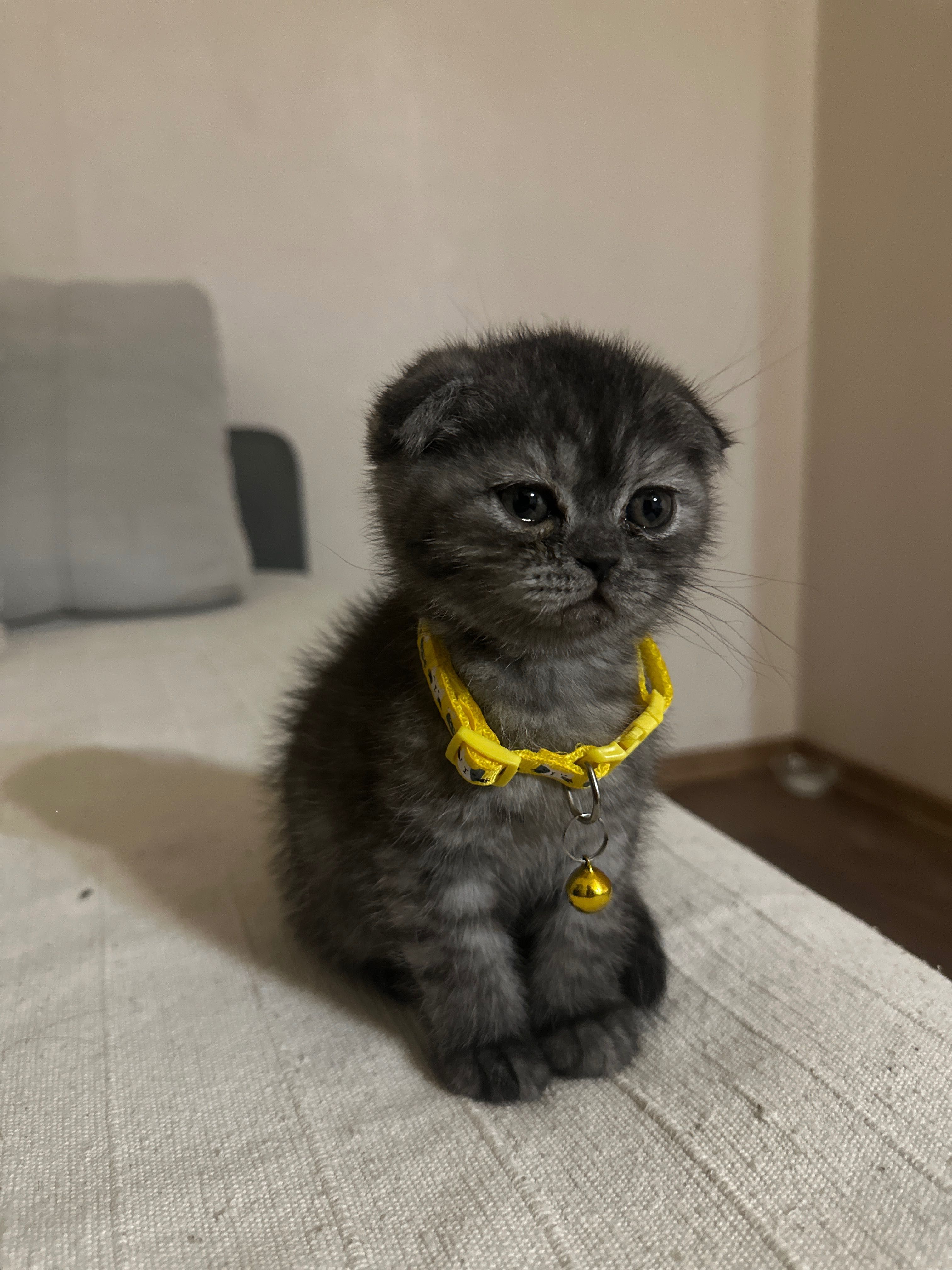 Висловуха кішка шукає сімʼю